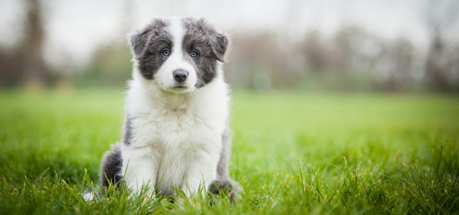 性格温顺安静的狗狗图片