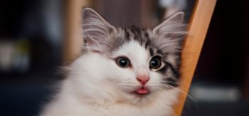 撒娇吐舌头的超萌猫咪图片