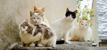 歪头卖萌的可爱小猫咪壁纸