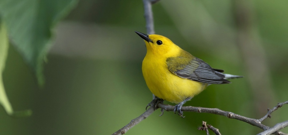 枝头调皮的机灵金丝鸟图片