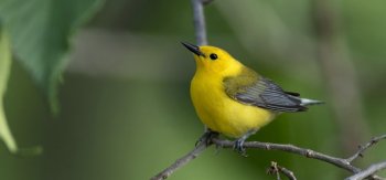 枝头调皮的机灵金丝鸟图片