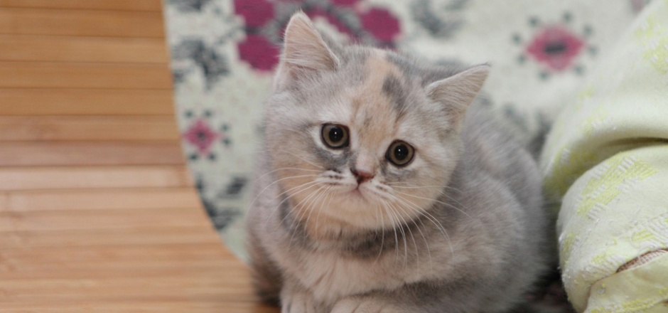 撒娇迷人的可爱猫咪图片