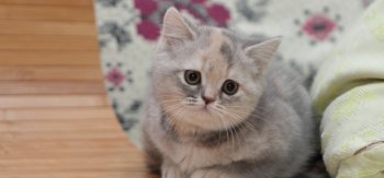 撒娇迷人的可爱猫咪图片