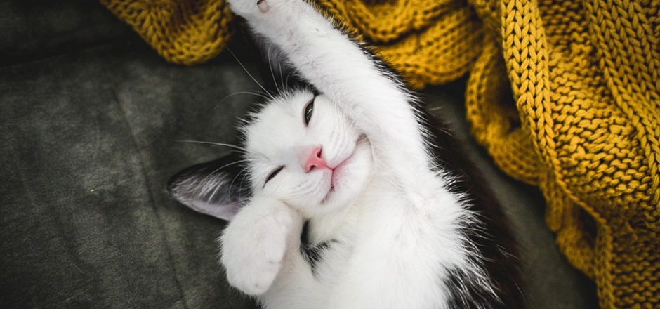 伸懒腰可爱的小猫咪壁纸