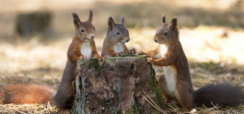 树桩上的调皮小松鼠壁纸