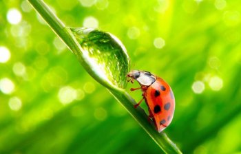 精选绿色植物桌面护眼壁纸