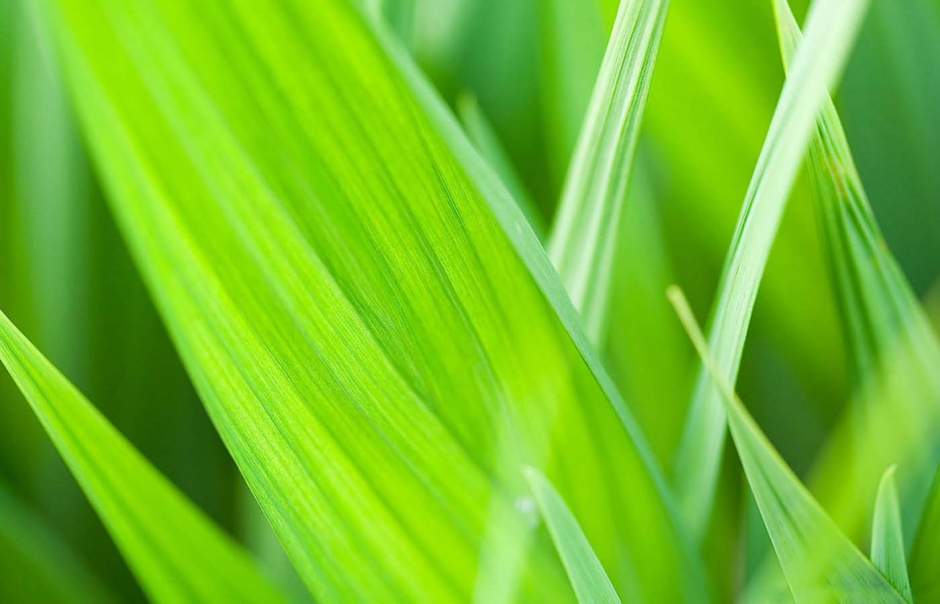 精选绿色植物桌面护眼壁纸