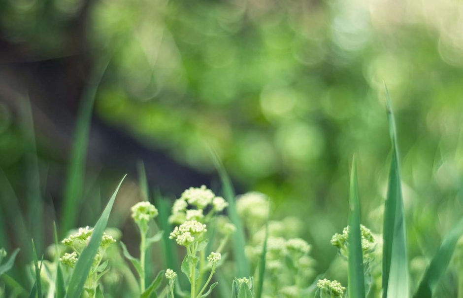 精选绿色植物桌面护眼壁纸