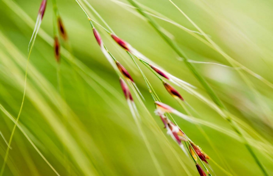 精选绿色植物桌面护眼壁纸