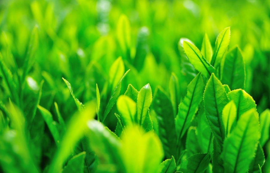 精选绿色植物桌面护眼壁纸