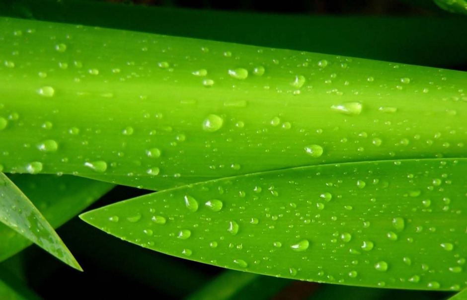 精选绿色植物桌面护眼壁纸