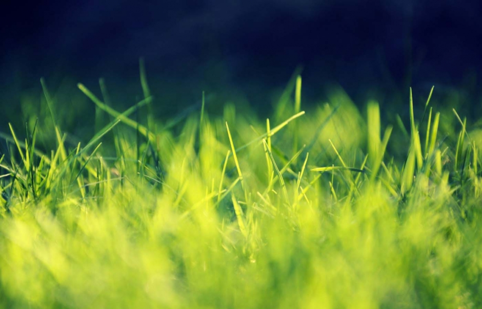 精选绿色植物桌面护眼壁纸