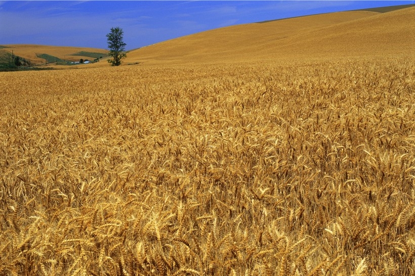 金色稻田谷物唯美自然风景图片