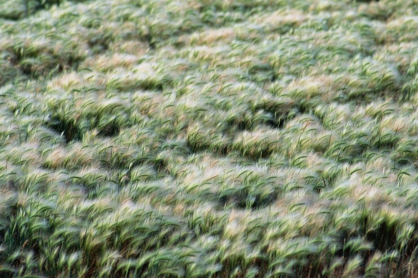 金色稻田谷物唯美自然风景图片