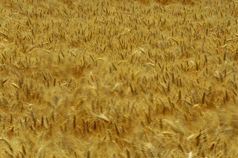 金色稻田谷物唯美自然风景图片