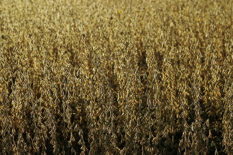 金色稻田谷物唯美自然风景图片