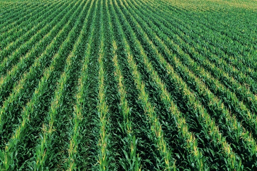 金色稻田谷物唯美自然风景图片