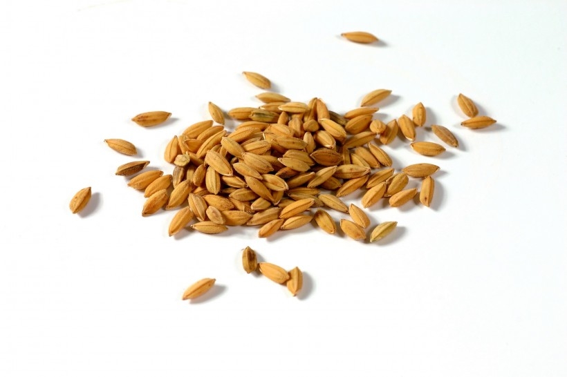 金色稻田谷物唯美自然风景图片