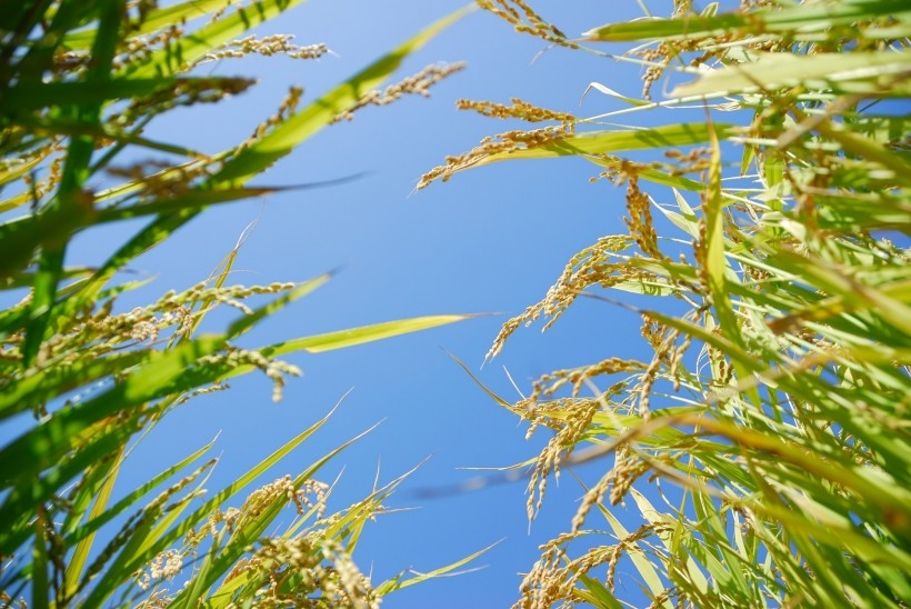 金色稻田谷物唯美自然风景图片