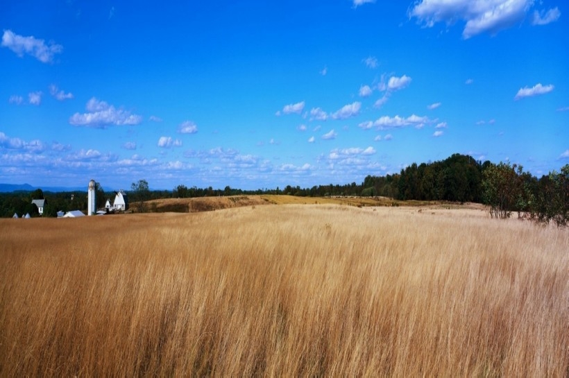 金色稻田谷物唯美自然风景图片