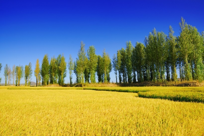 金色稻田谷物唯美自然风景图片