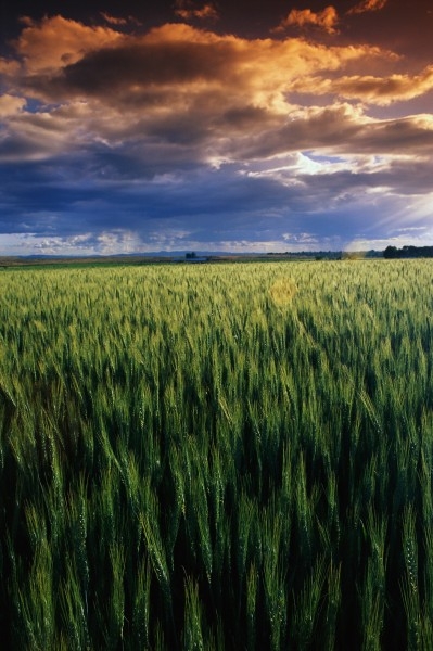 金色稻田谷物唯美自然风景图片