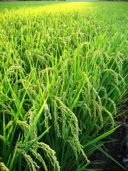 金色稻田谷物唯美自然风景图片