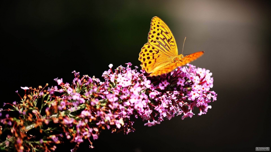 精选大自然唯美风景图片