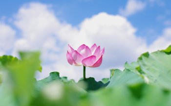 唯美花朵背景图片风景壁纸