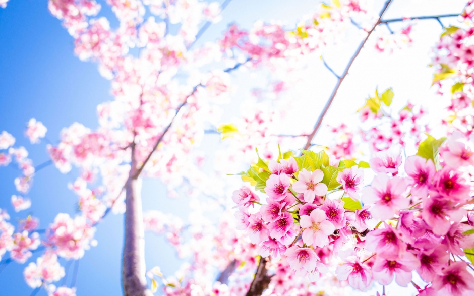 唯美花朵背景图片风景壁纸