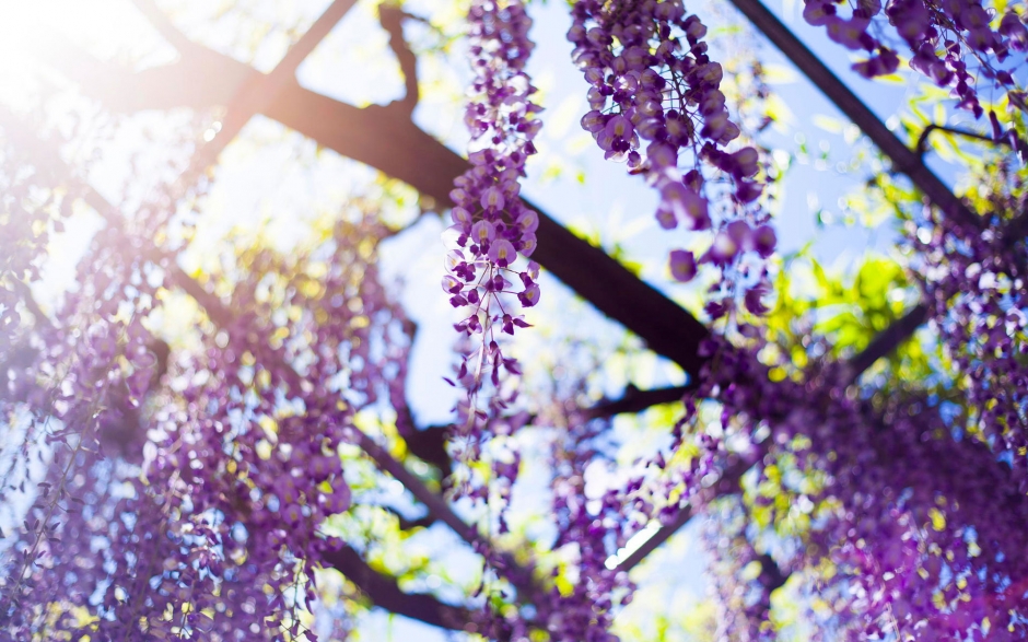唯美花朵背景图片风景壁纸