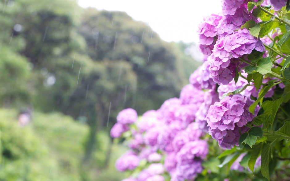唯美花朵背景图片风景壁纸