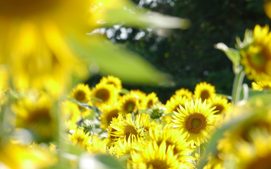 唯美花朵背景图片风景壁纸