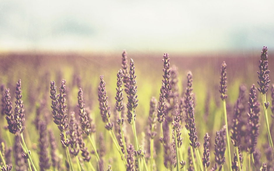 唯美花朵背景图片风景壁纸