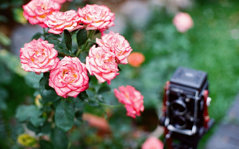 唯美花朵背景图片风景壁纸