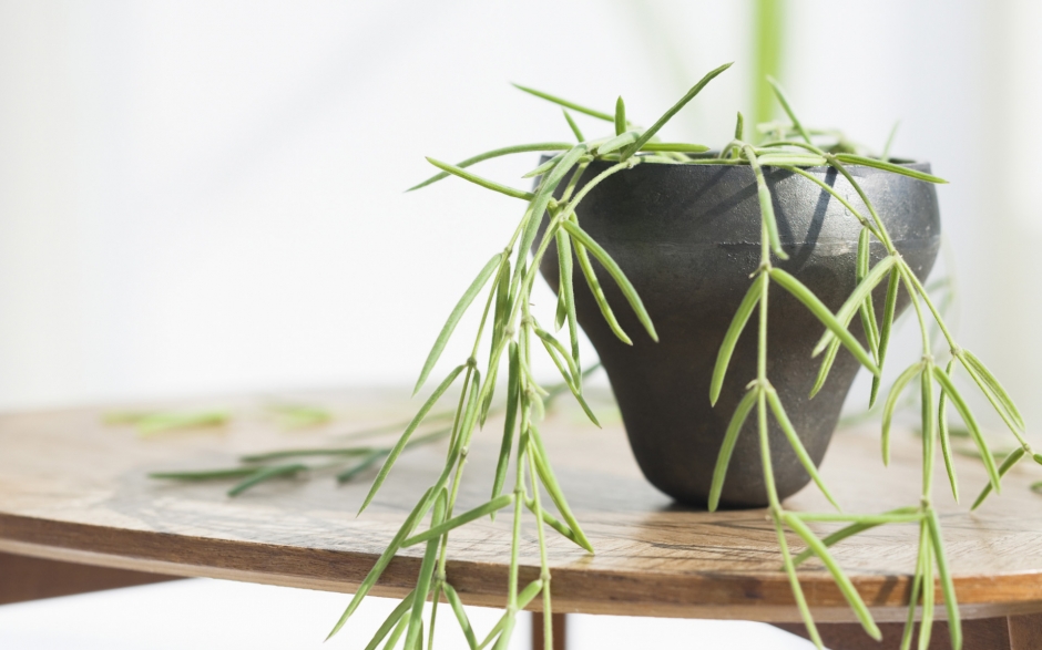 室内盆栽风景桌面壁纸第一辑