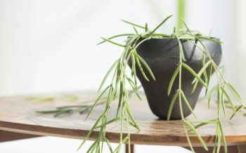 室内盆栽风景桌面壁纸第一辑