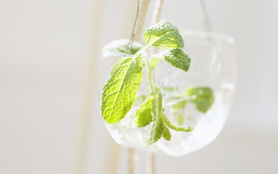 室内盆栽风景桌面壁纸第一辑