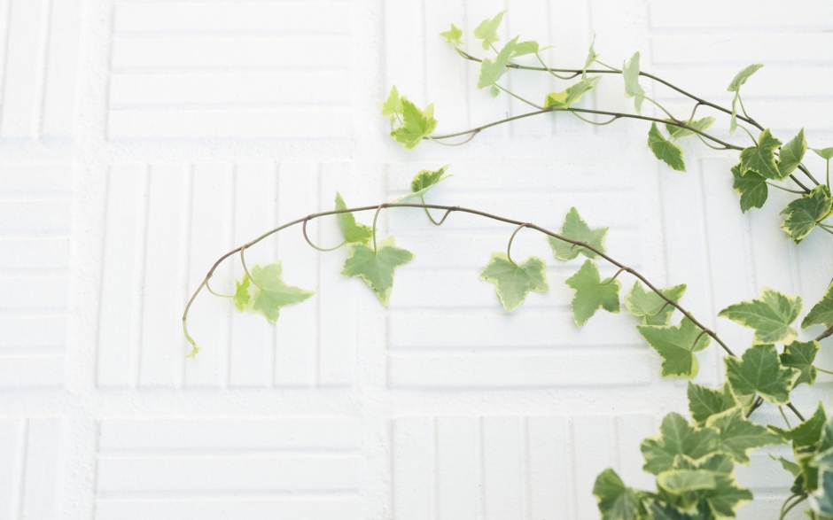 室内盆栽风景桌面壁纸第一辑