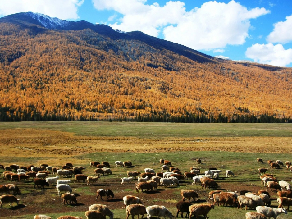 仙境喀纳斯风景