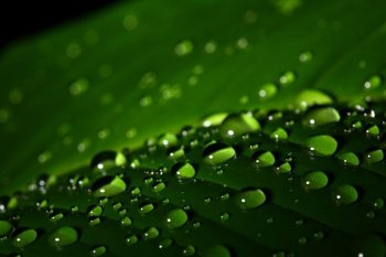 小露珠绿色意境唯美图片