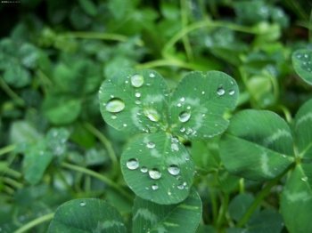 晶莹透明的清晨露珠图片