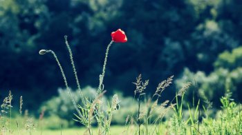 唯美小清新花朵高清风景壁纸