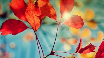 精选秋意盎然唯美秋季枫叶风景电脑桌面壁纸下载2