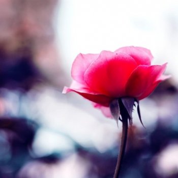 伤感治愈系lomo意境唯美花草图片大全