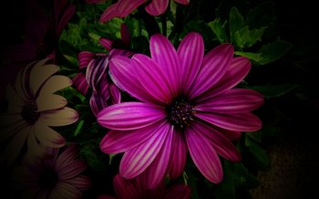 野菊花图片大全电脑高清桌面壁纸