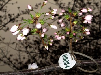 樱花气象台播报回顾——