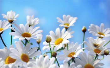 风景壁纸春季唯美花卉图片