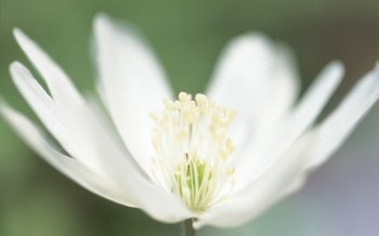 5442精选灿烂绽放的花朵高清花卉壁纸