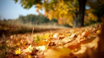 感伤秋季唯美落叶高清电脑桌面主题壁纸图片下载